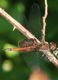 Carolina Saddlebags